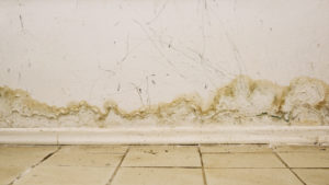Big wet spots, cracks, and black mold on the wall near floor